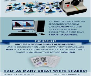 Die Grootwithaai is in gevaar